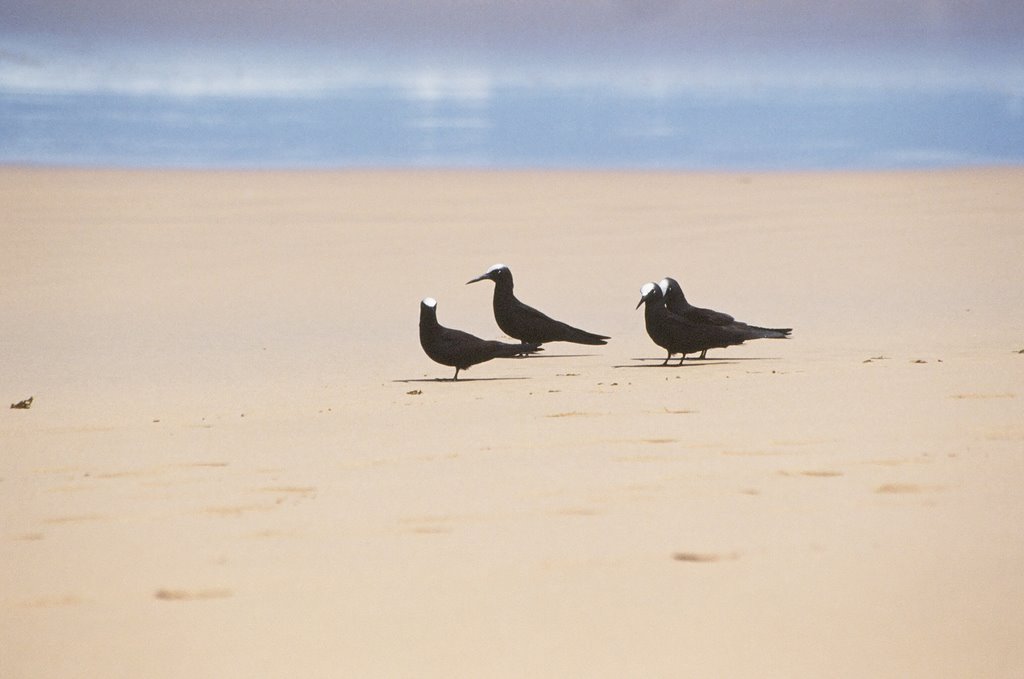 Praia do leão - passaros na areia by syl serra