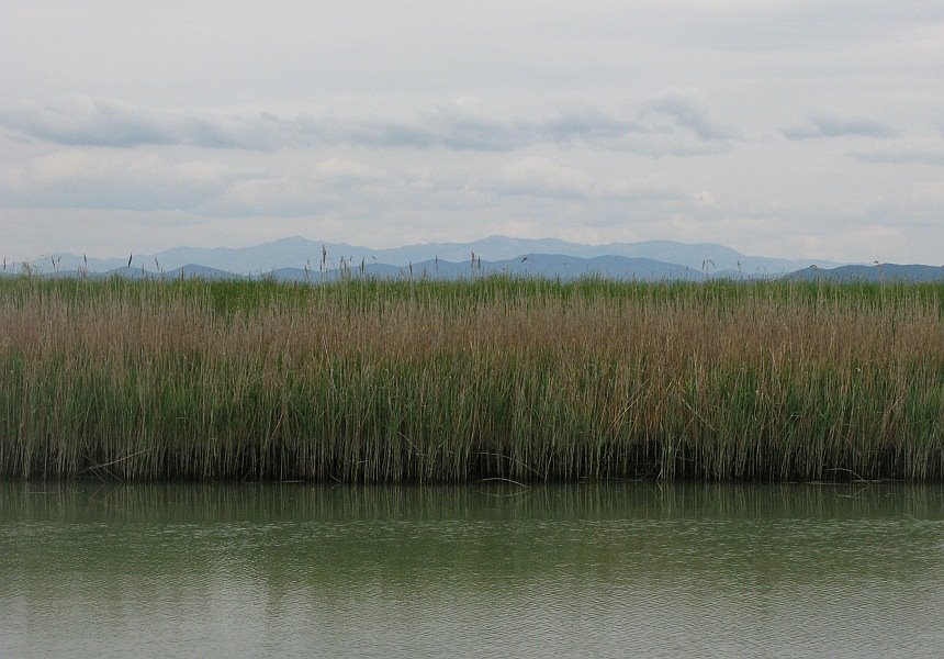 Fiume tra i canneti by Riccardo Sanchini-Ts