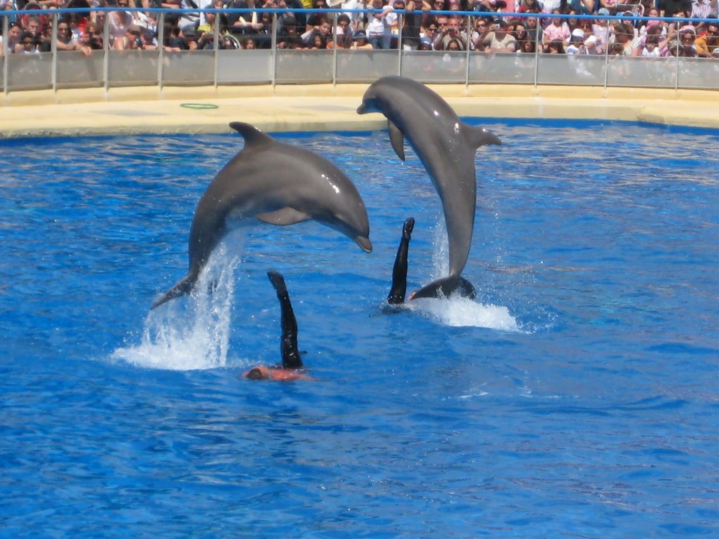 Dolphins in Marineland by stefka7