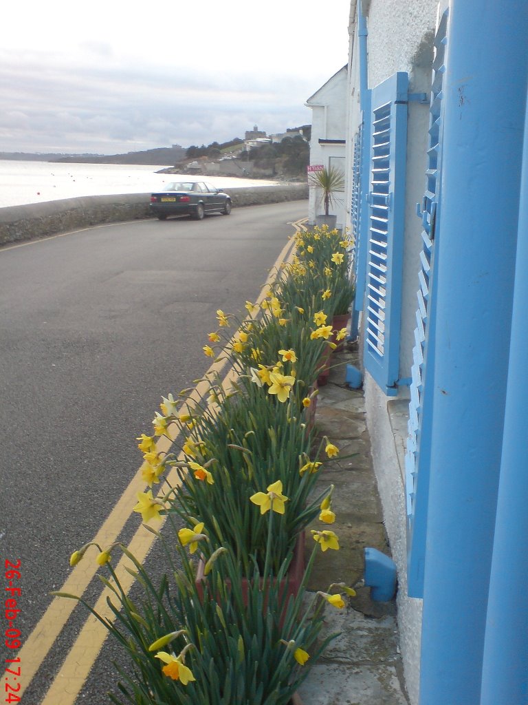 Late Feb Daffodils by ampthillmark