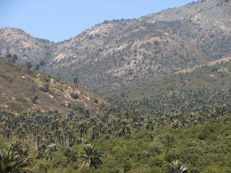 El palmar mas grande de Chile, desde el mirador by Oscar Fernández C