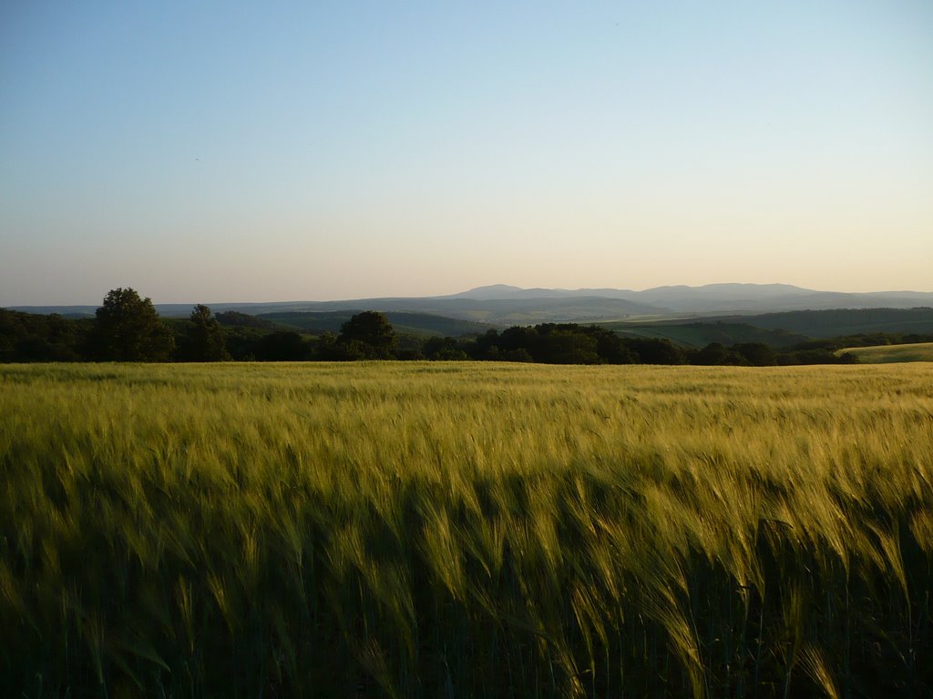 Szálka, Hungary by Tamás Müller