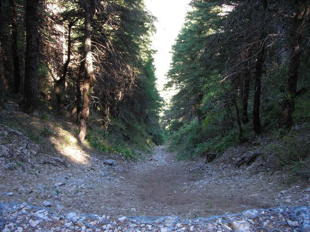 En el pinsapar de Grazalema, octubre de 2006 by viajeroandaluz