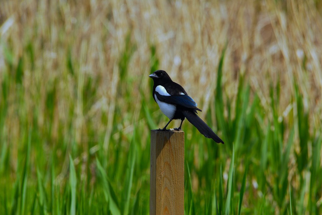 Magpie. Husskade. Billedet er taget i Hareskovby. by Klavs Frandsen