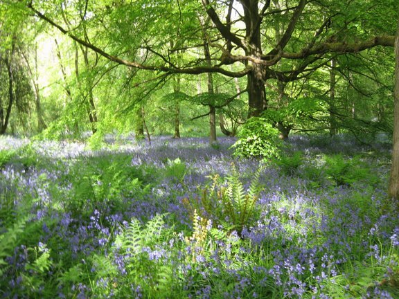 Staffhurst Wood Bluebells by DrillSergeant