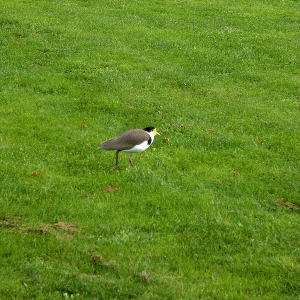 Masked Lapwing (_Vanellus miles_) by SHoweMBOU