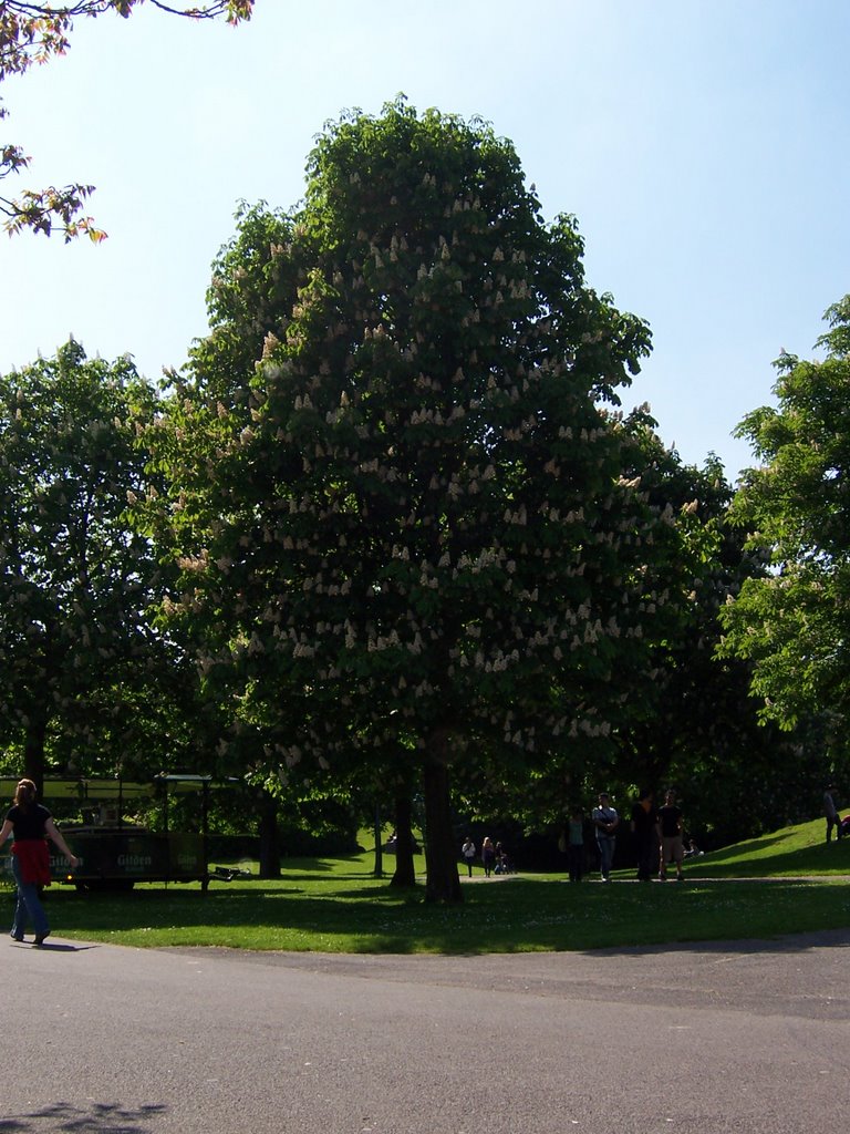 Ein Baum in den Rheinauen Bonn by thomaskoeln