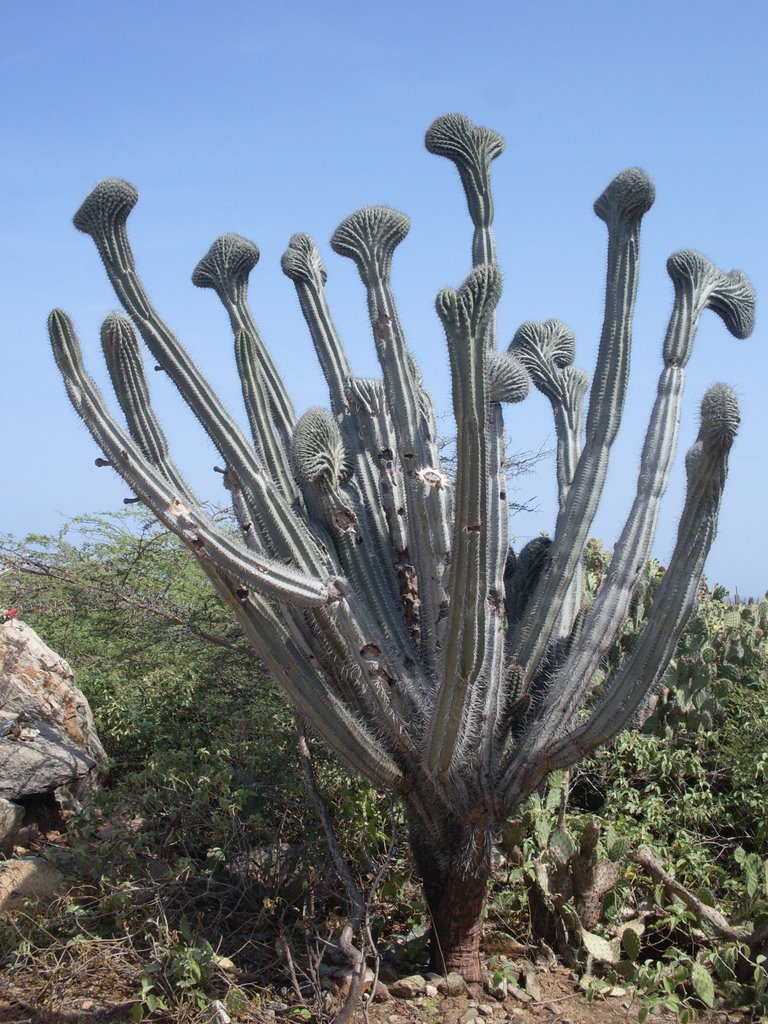 Cactusje op Aruba by Harald hooghiemstra