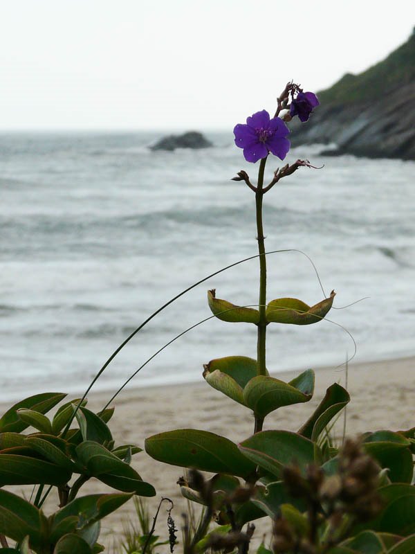 Orelha-de-onça (Tibouchina clavata) by dougmos