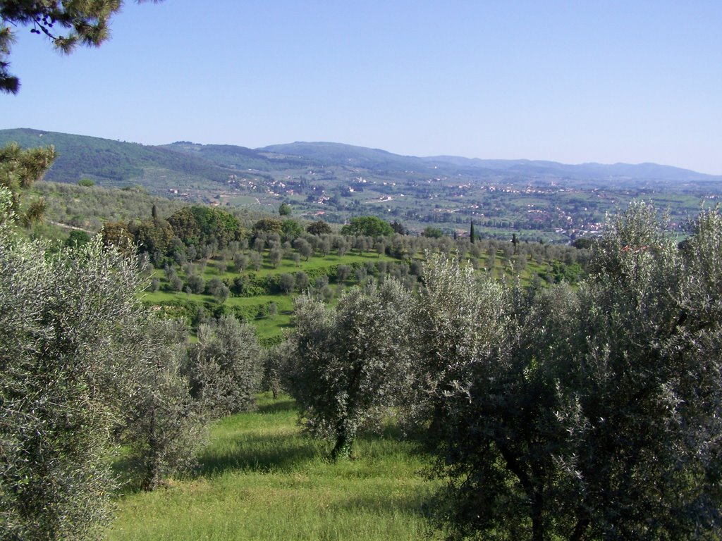 Olive groves and Tuscan hills, Settignano by argusbeadie