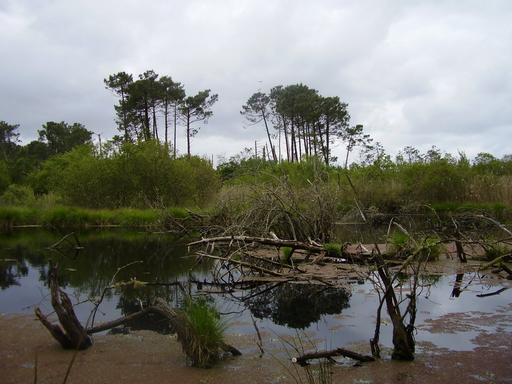 A small etang close to Biscarrosse, Département des Landes, France, May 2009 by JirkaN