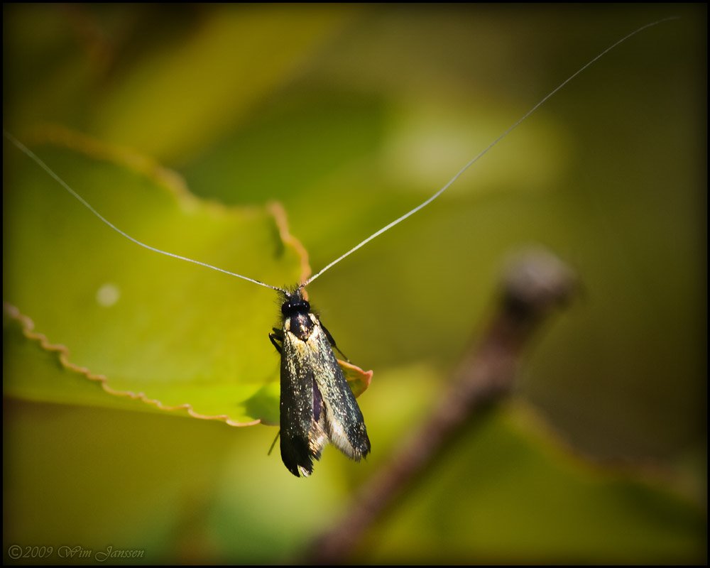 Fairy long horn moth - _Adelidae_ (Langsprietmot) by Green Knee