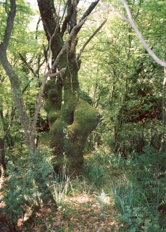 Submediterranean forest close to Skadar Lake, April 2006 by JirkaN