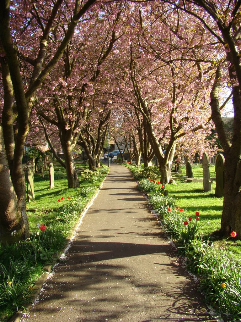 Path through Beighton graveyard in spring, Sheffield S20 by sixxsix