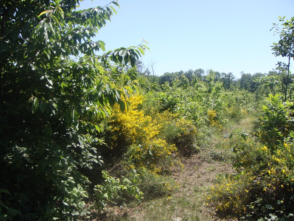 Sénart forest, broom by jmap z