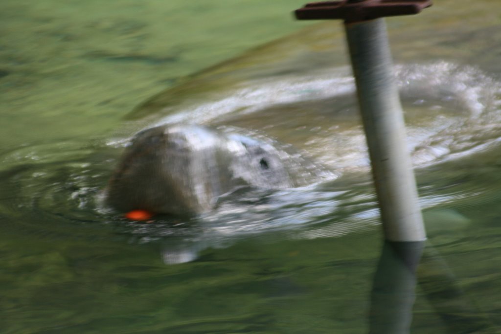 Manatee by woolie