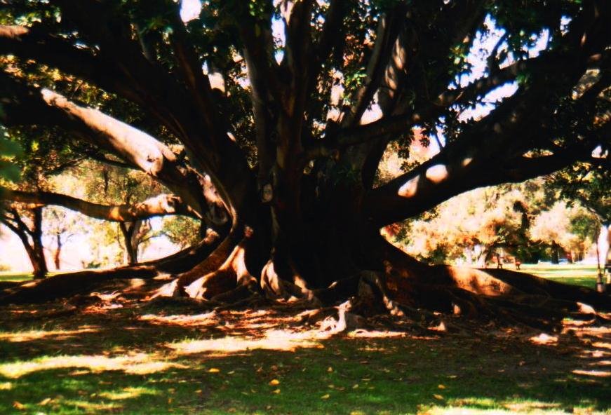 Big tree in Perth (1996) by Geerten