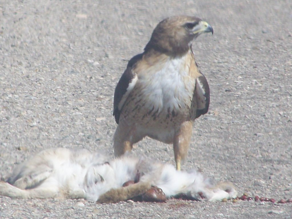 Redtail Hawk, MY lunch!, May 2007 by renegade4444