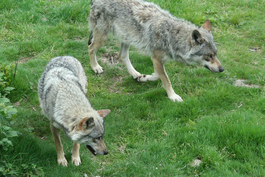 Loups européens by Parisot Martine