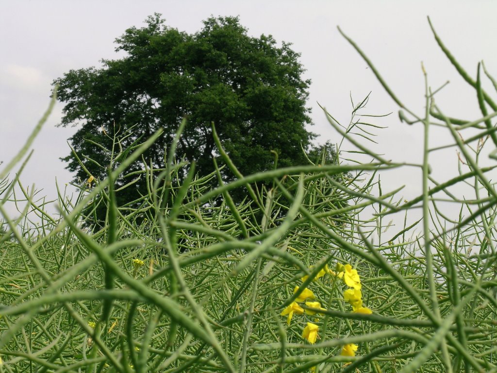 Hude - Rapsfeld nach der Blüte by RolloMaster