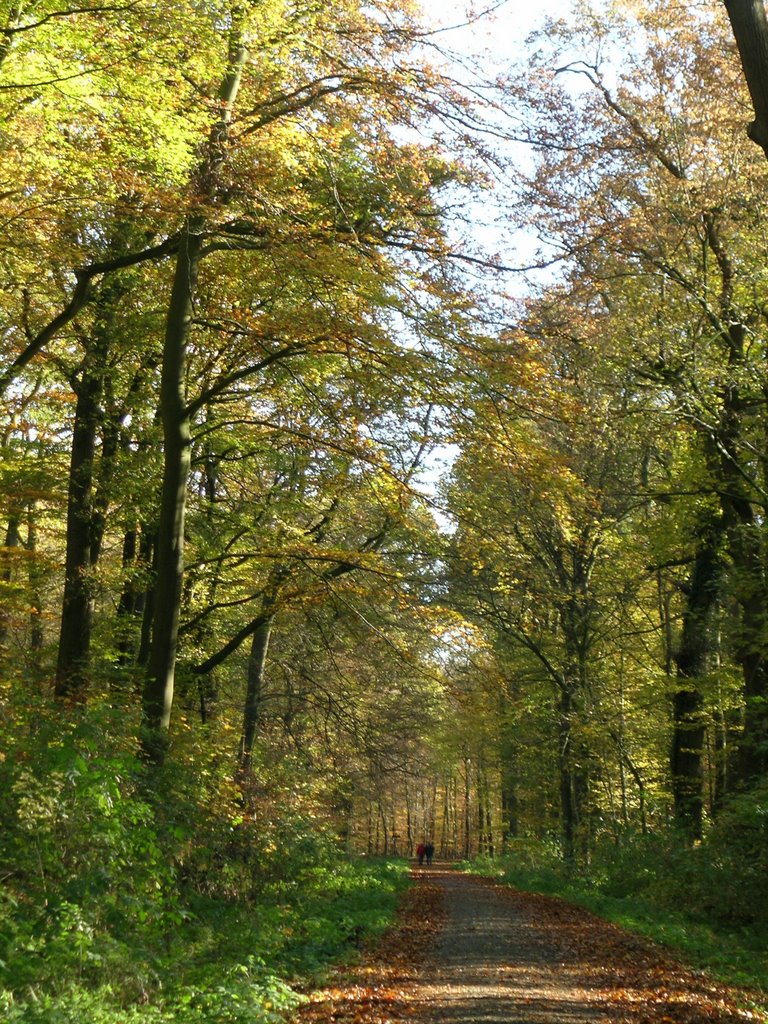 Hasbrucher Urwald - Allee by RolloMaster