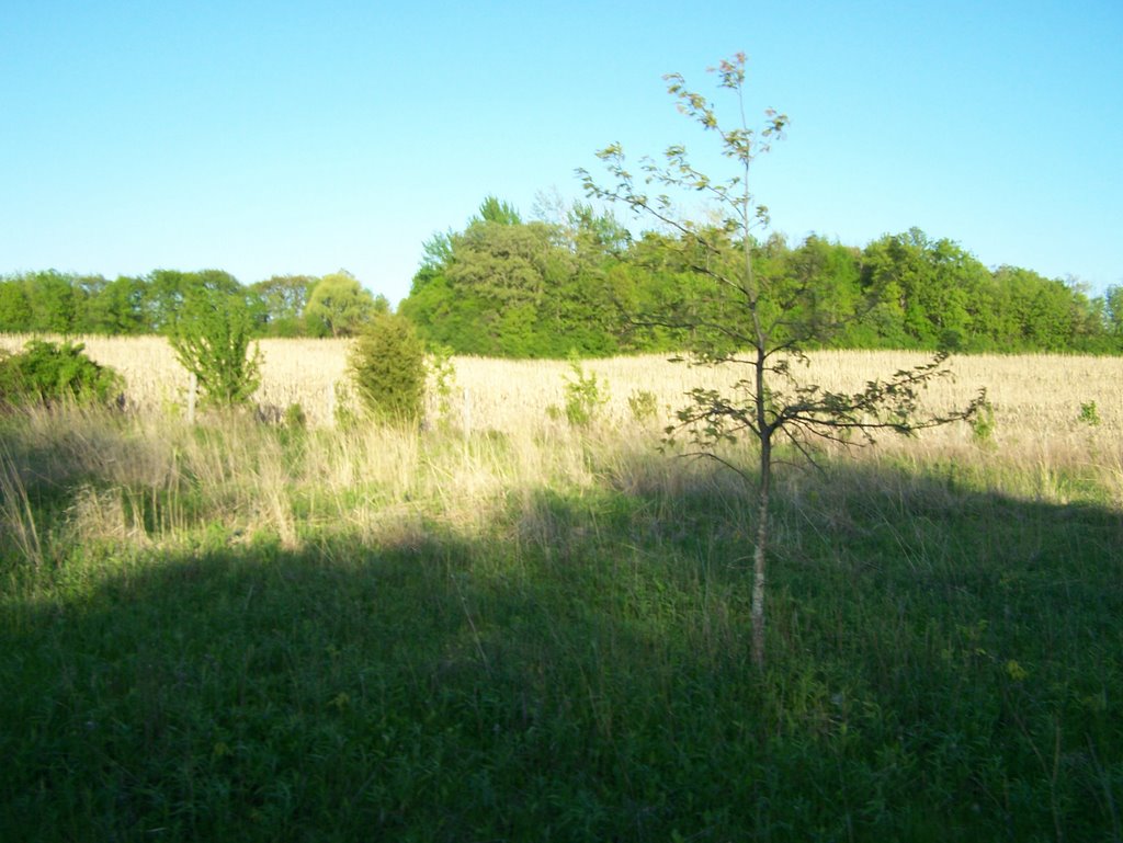 Forest preserve by fleder