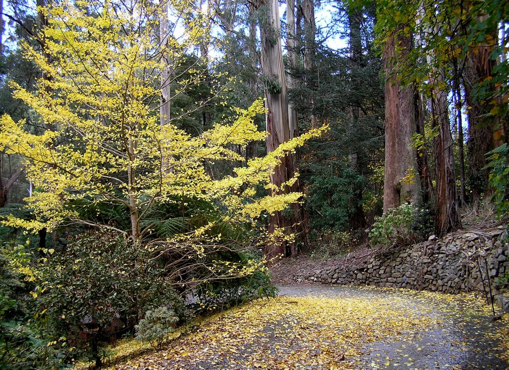 Ginkgo Biloba and Eucalyptus Regnans (Mountain Ash) at Sassafrass by Inspector H snaps