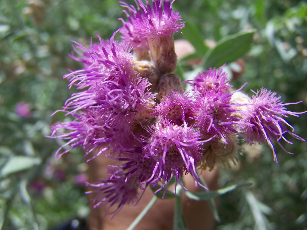 Arrowweed Blooms, Afton Canyon, May 2007 by renegade4444