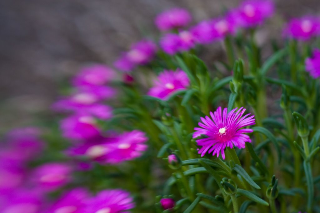 Flowers with Lensbaby by eld0923