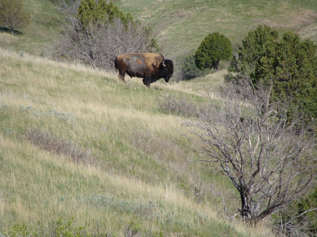 Buffalo by Kris Smith