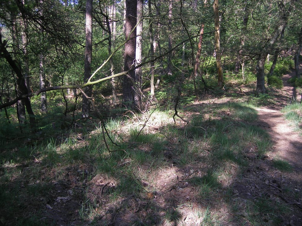 Fundering midden in het bos op een heuvel uitzicht-4 by marcelk-nl