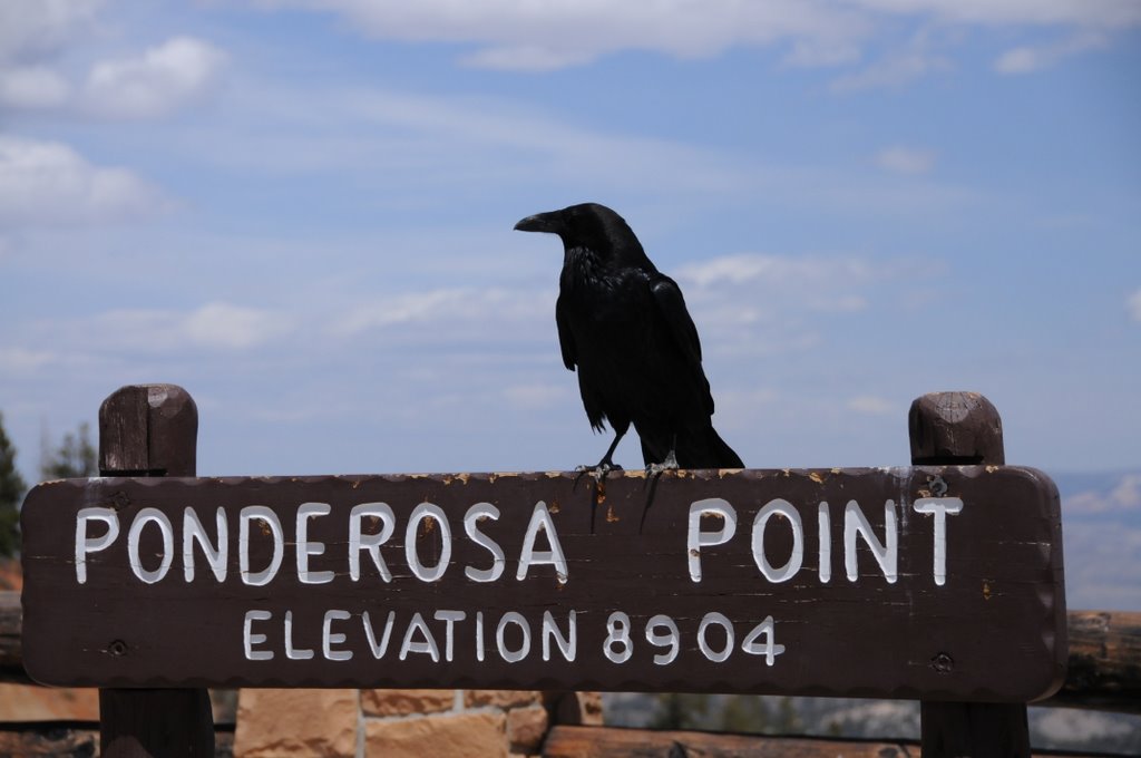 Ponderosa Point, Bryce Canyon UT by reimanfr