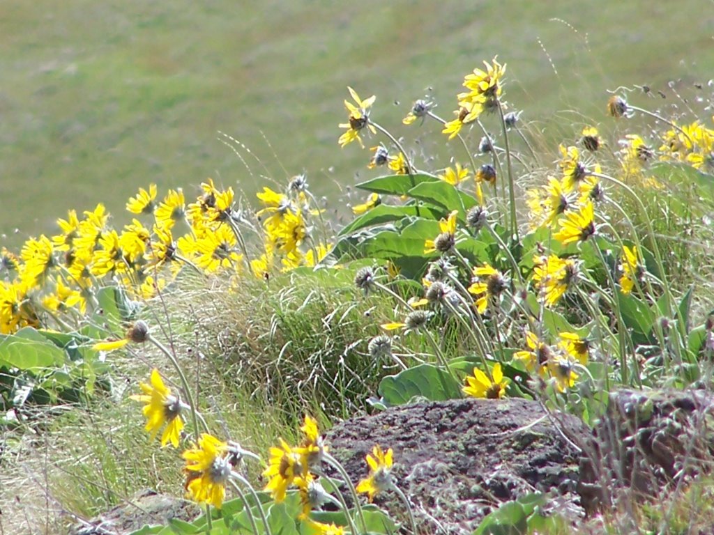 Arrowleaf Balsamroot blooms, May 2007 by renegade4444