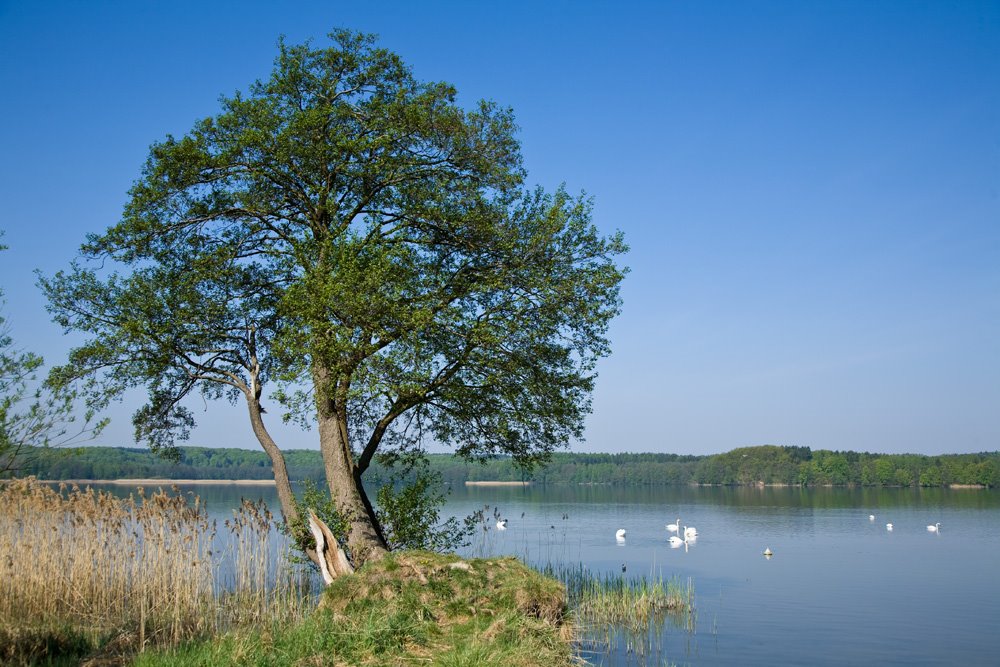 Charzykowskie Lake, view to the south-west by Jerzy Bartosik