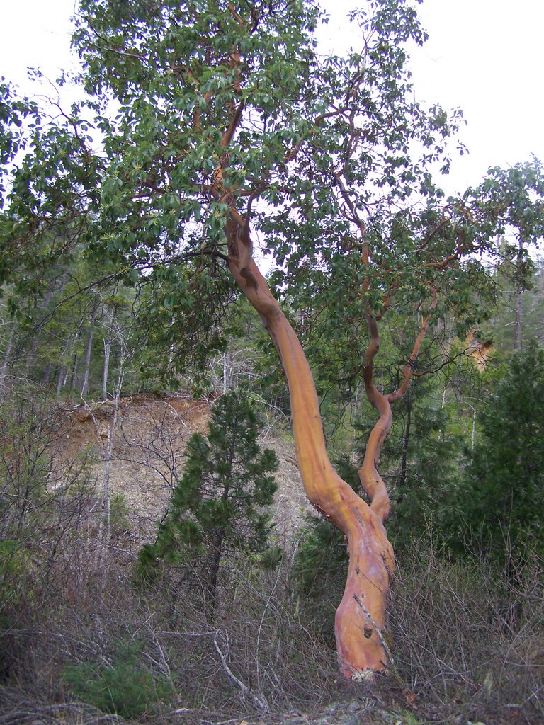 Madrone Tree, Smith River Canyon, Patrick Creek, California by renegade4444