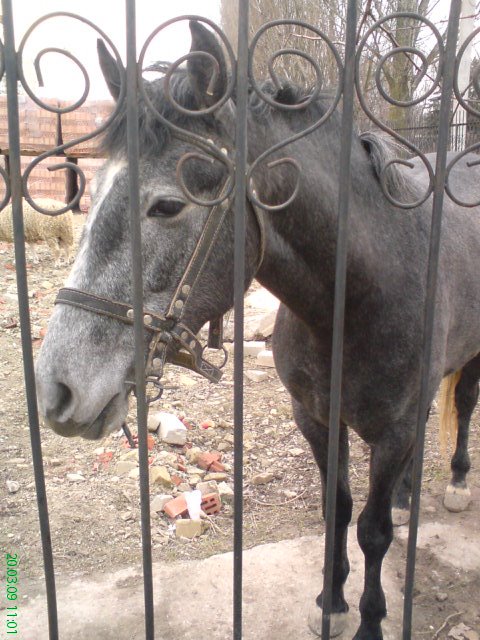 Horse near the church by Lisena