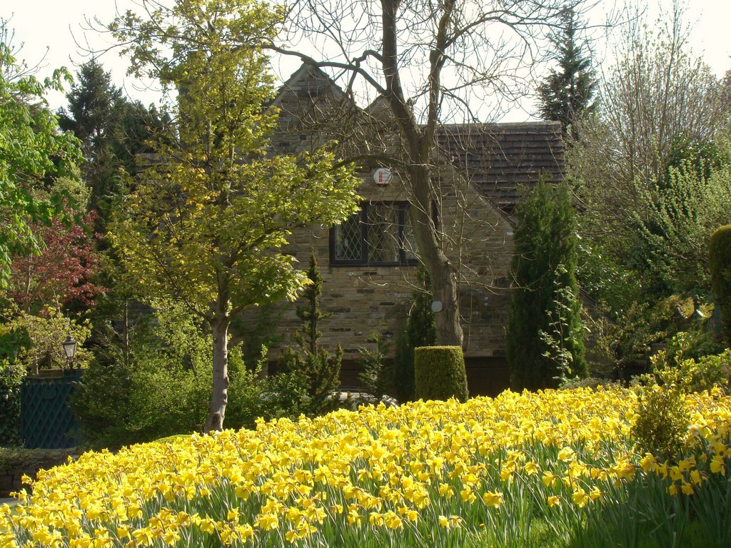 Springtime display in Dore, Sheffield S17 by sixxsix