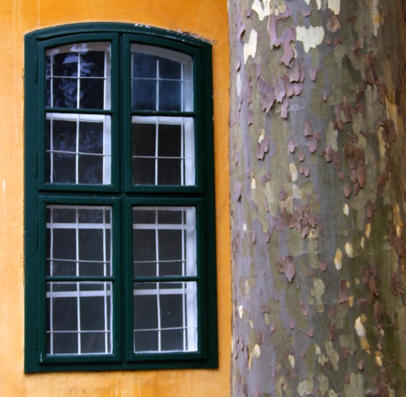 Window and tree, Szentes, Hungary by Frank Peter