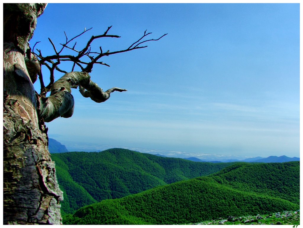 L'albero fa stretching per guardare il panorama by antorenz