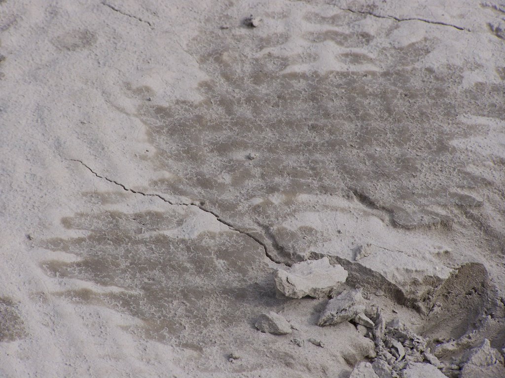 Cross Ripples and Deer Print in Mud, Columbia River Bank, April 2007 by renegade4444