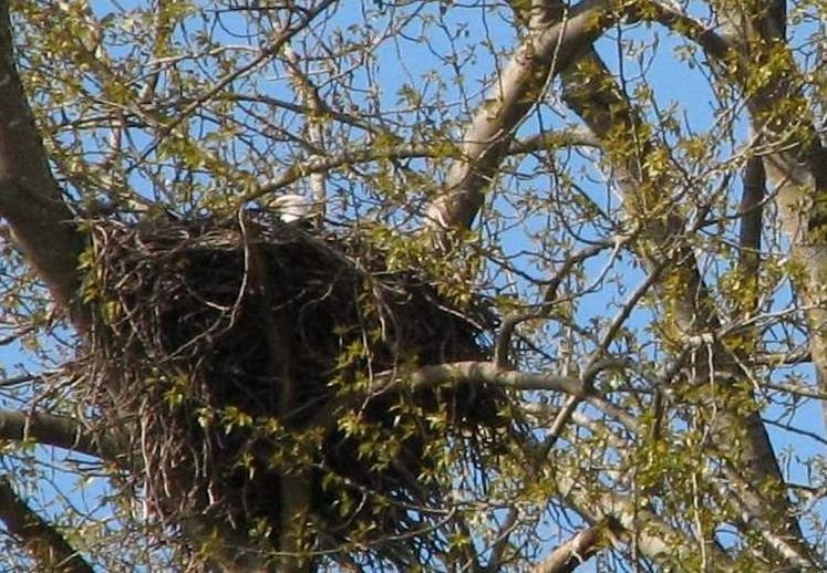 Bald Eagle's Nest Deas Island by Nawitka