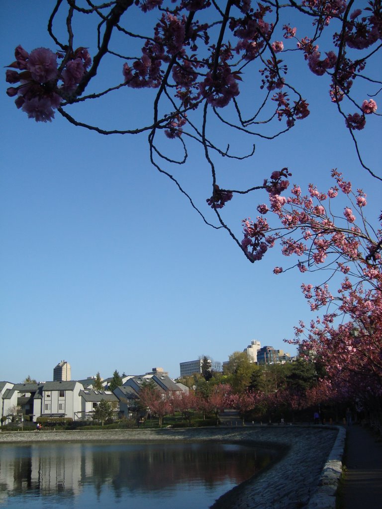 Spring in Vancouver by Bierophile