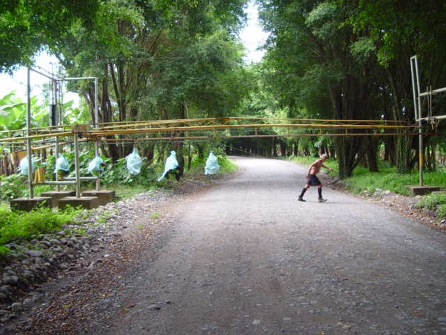 Why did the banana cross the road by keysjeweler