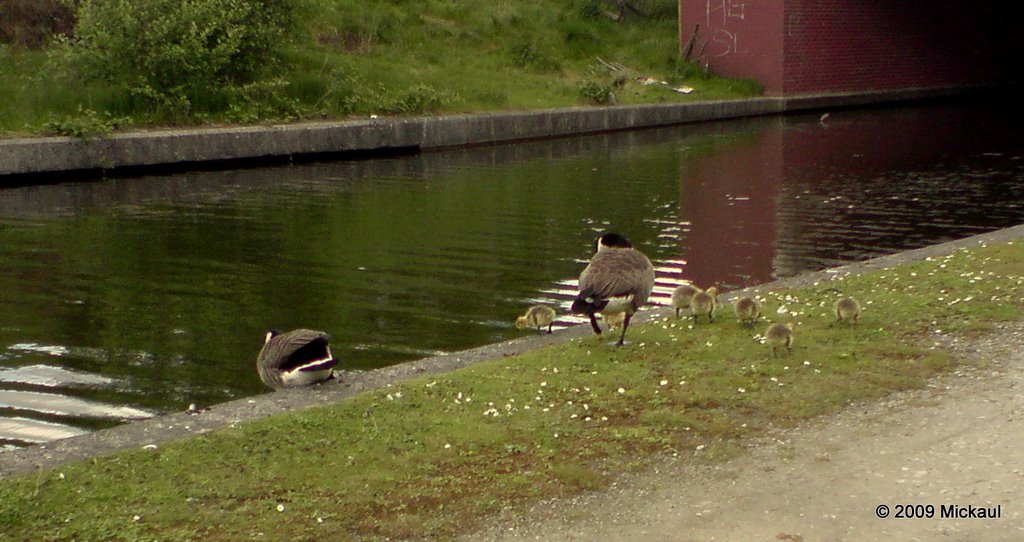 Ducks on the Canal, Ashton Under Lyne, Lancashire, England. UK by mickaul