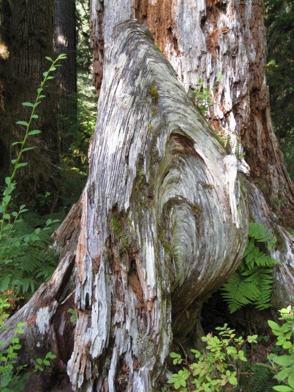 Hoh Rain Forest - Hall of Mosses Trail by jfthompson