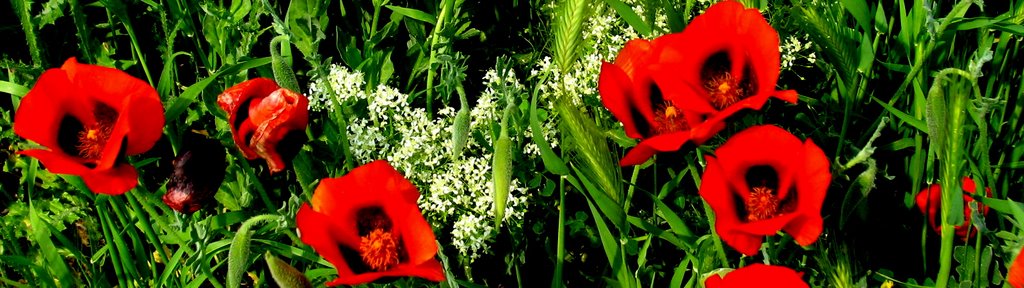 Gelincikler / Poppies by Nurettin Peşkircioğlu