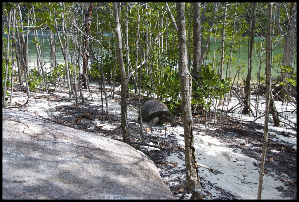 Happy Giant Turtle running through Mangroves by Sergio Canobbio