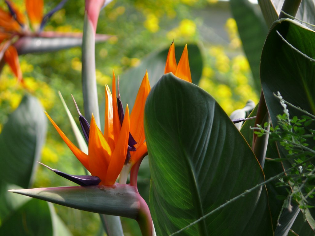 Insel Mainau (© Buelipix) by Buelipix