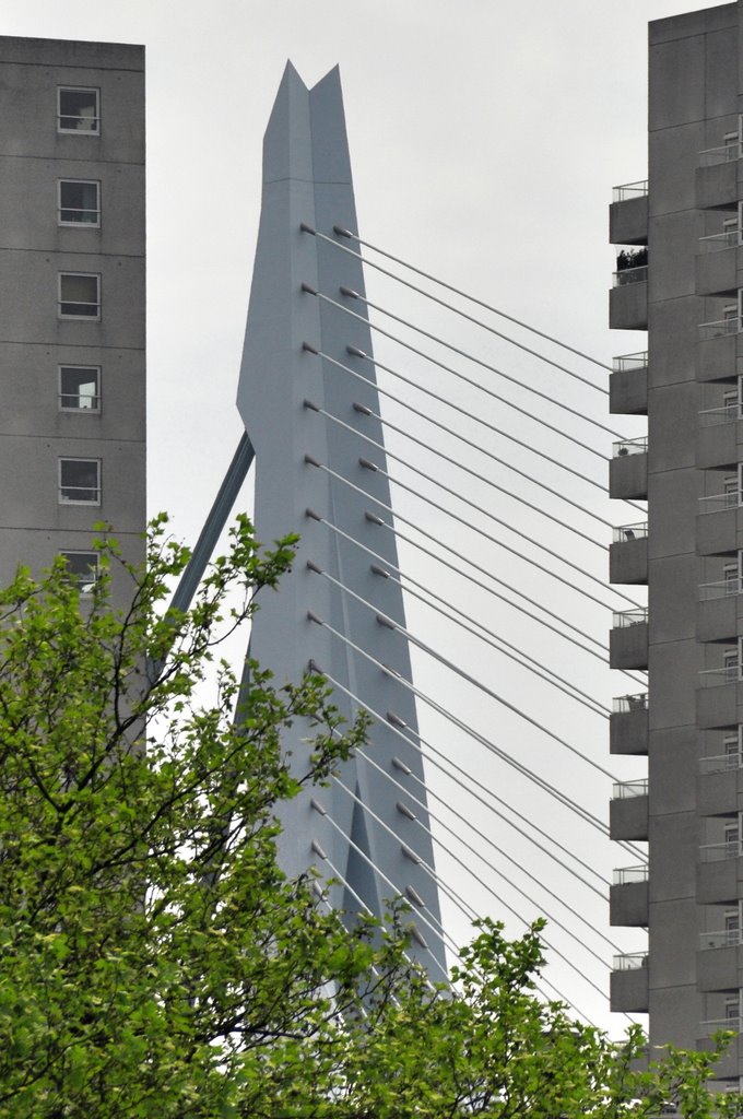 Rotterdam - Sneaky view at the Erasmus Bridge by Ria Maat