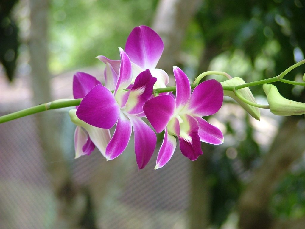 Orchid In The Million Year Stone Park, Pattaya by nayton